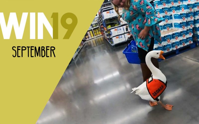 WIN Compilation September 2019