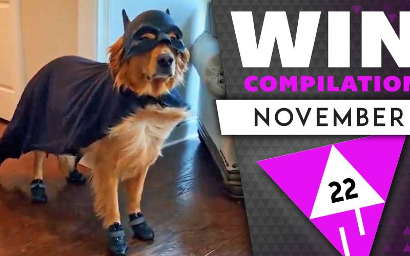 WIN Compilation November 2022